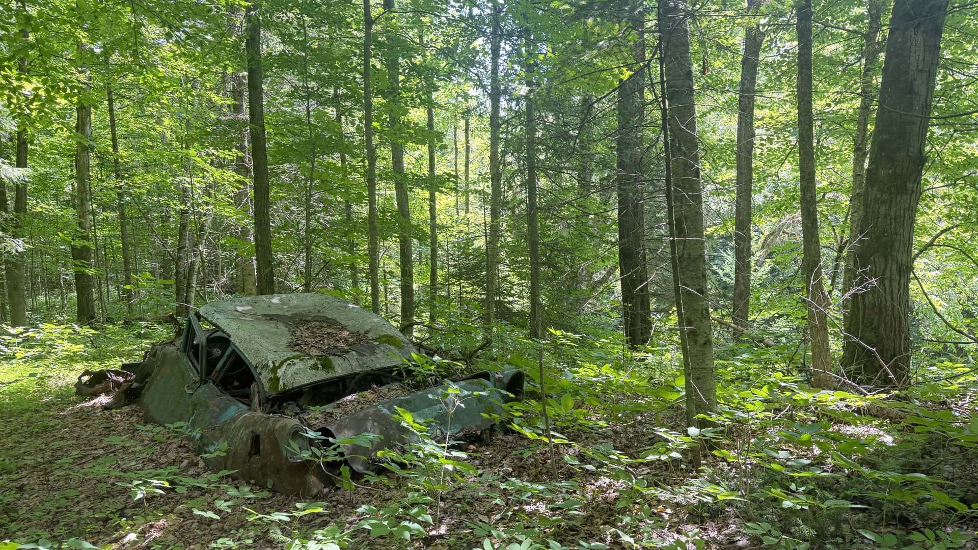Forêt mature et dense sur le terrain