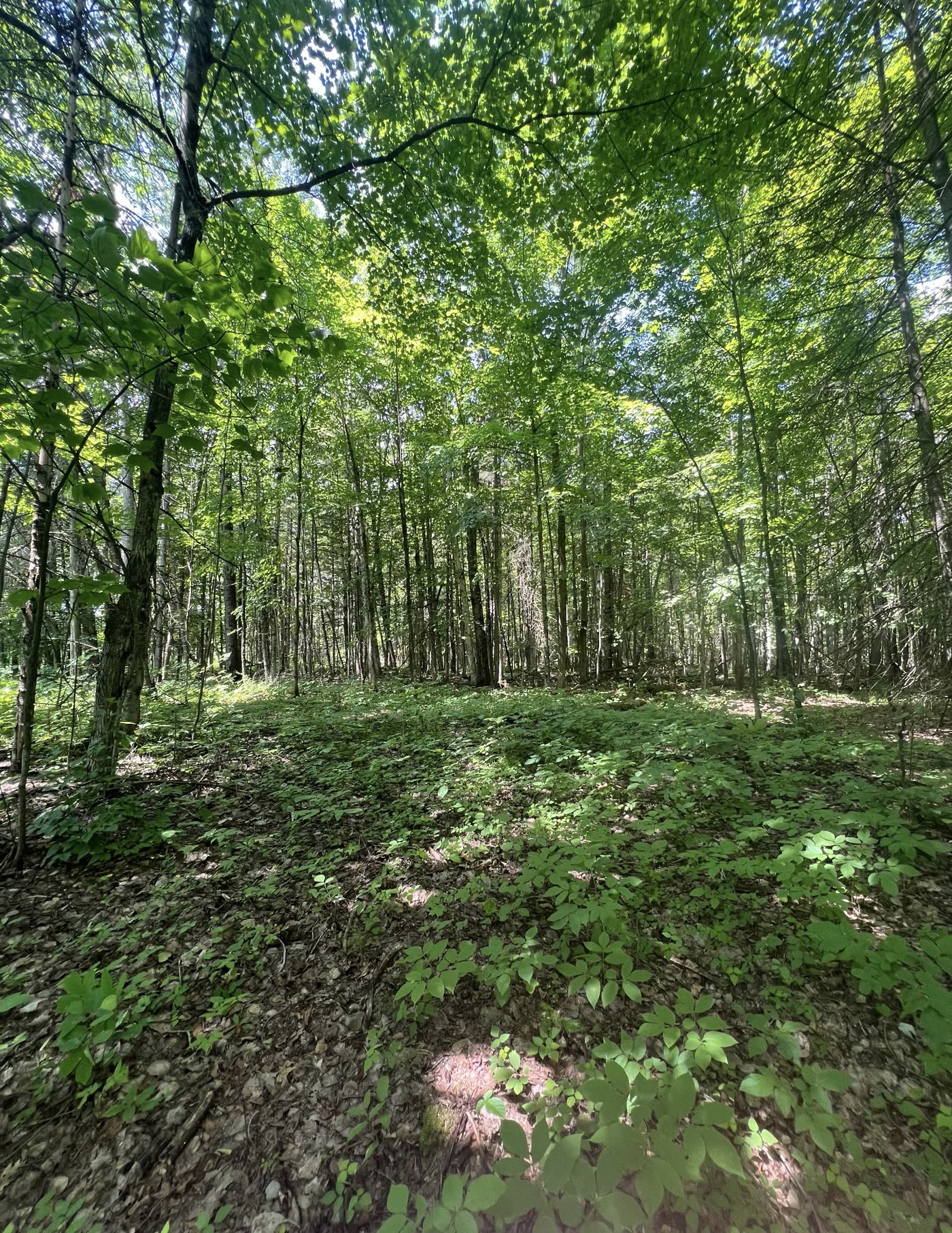 Sous-bois de la forêt mature